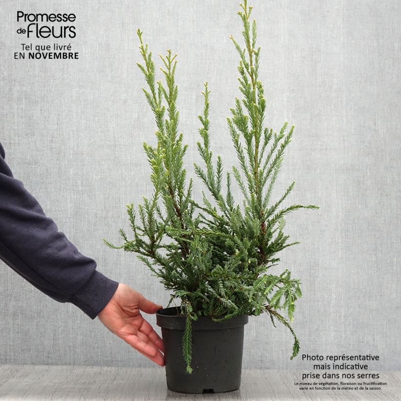 Amostra de Sequoia sempervirens Adpressa Vaso de 3 L/4 L tal como entregue no outono