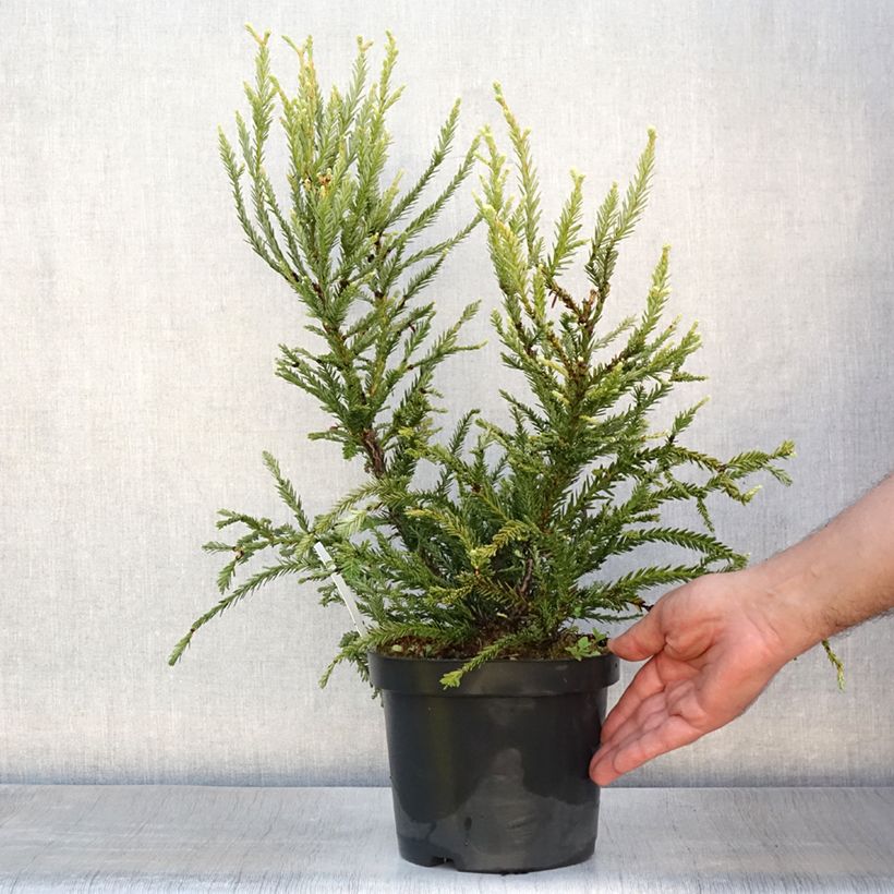 Amostra de Sequoia sempervirens Adpressa Vaso de 3 L/4 L tal como entregue no verão