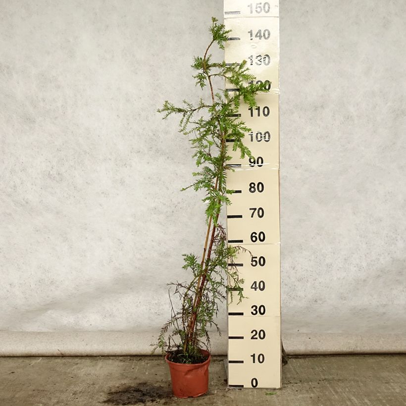 Amostra de Sequoia sempervirens - Sequoia-vermelha Vaso de 3 L/4 L tal como entregue no verão
