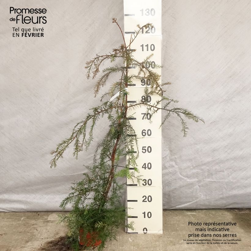 Amostra de Sequoia sempervirens - Séquoia à feuilles d'If Vaso de 3 L/4 L tal como entregue no inverno