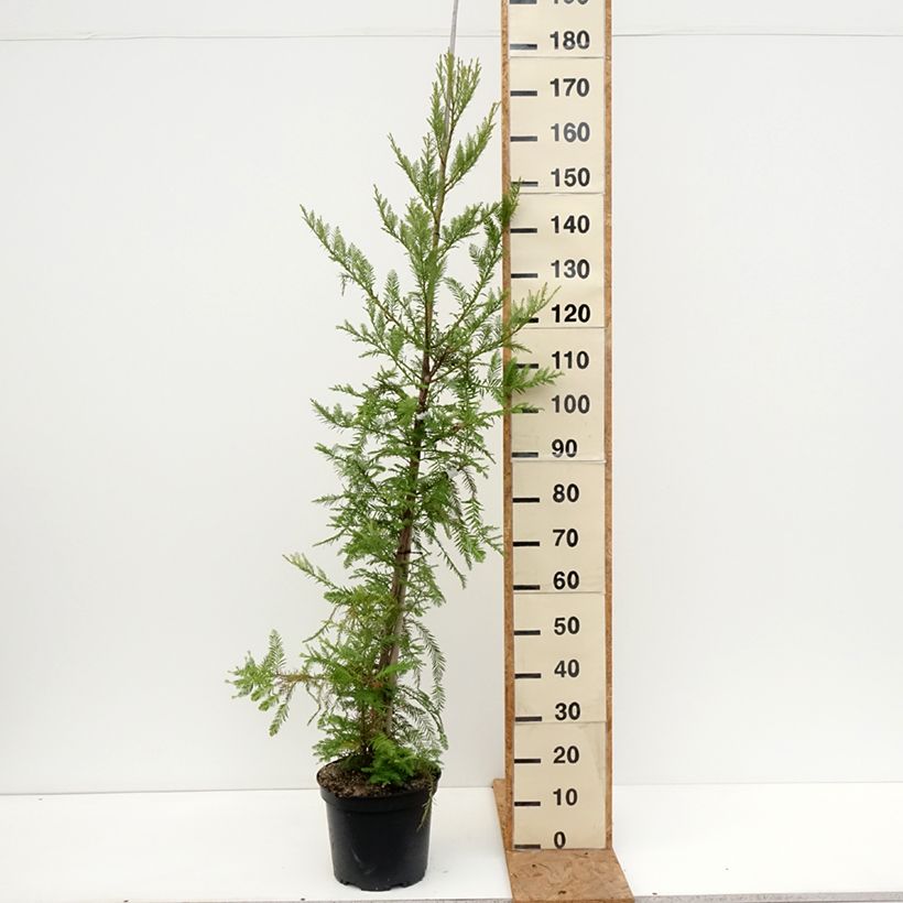Amostra de Sequoia sempervirens - Sequoia-vermelha Vaso de 7,5 L/10 L tal como entregue no outono