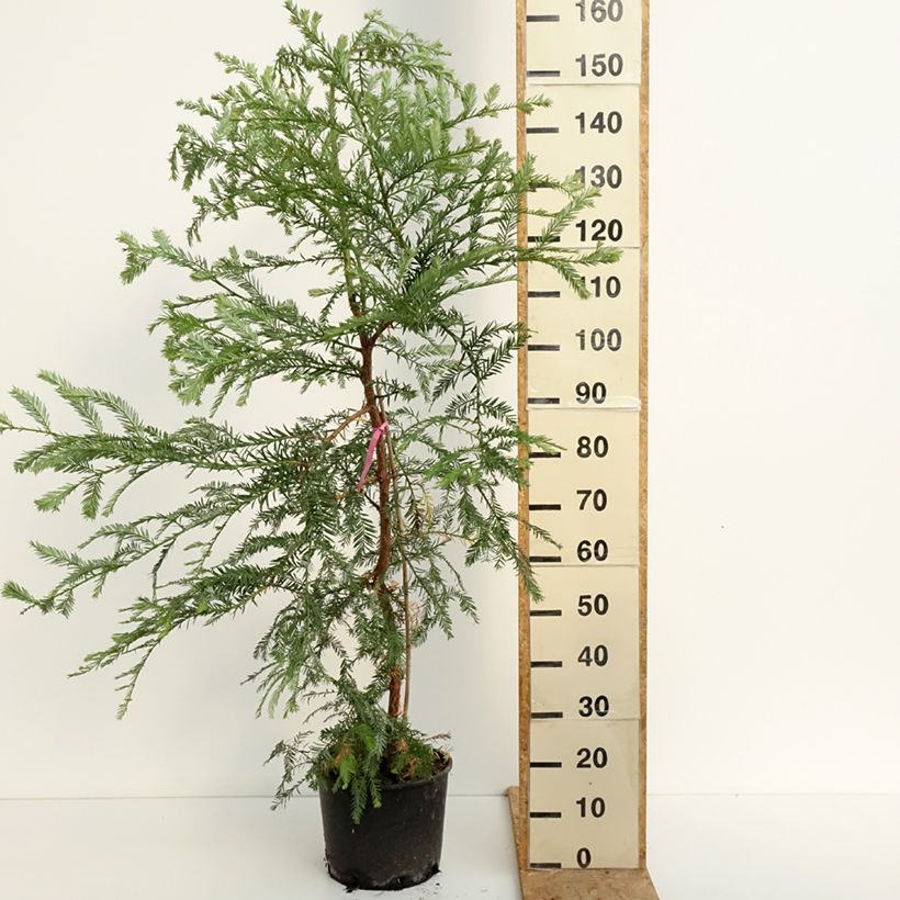 Amostra de Sequoia sempervirens - Sequoia-vermelha Vaso de 7,5 L/10 L tal como entregue no verão
