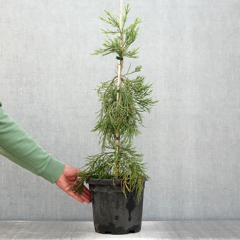 Amostra de Sequoiadendron giganteum Pendulum Vaso de 4 L/5 L tal como entregue no verão