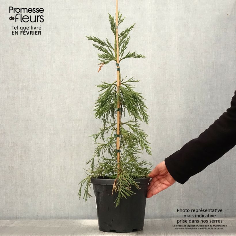 Amostra de Sequoiadendron giganteum Pendulum Vaso de 4 L/5 L tal como entregue no inverno