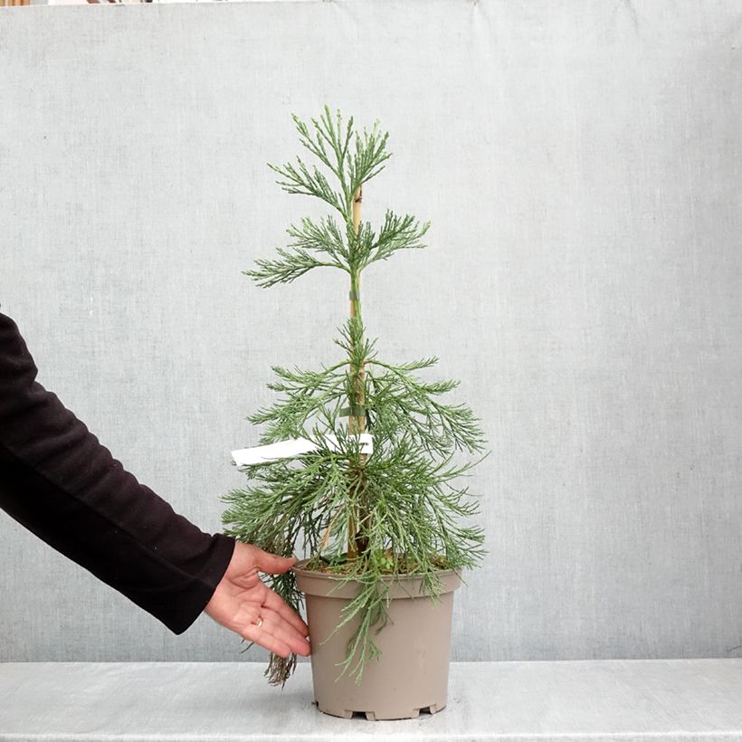 Amostra de Sequoiadendron giganteum Pendulum Vaso de 4 L/5 L tal como entregue no outono
