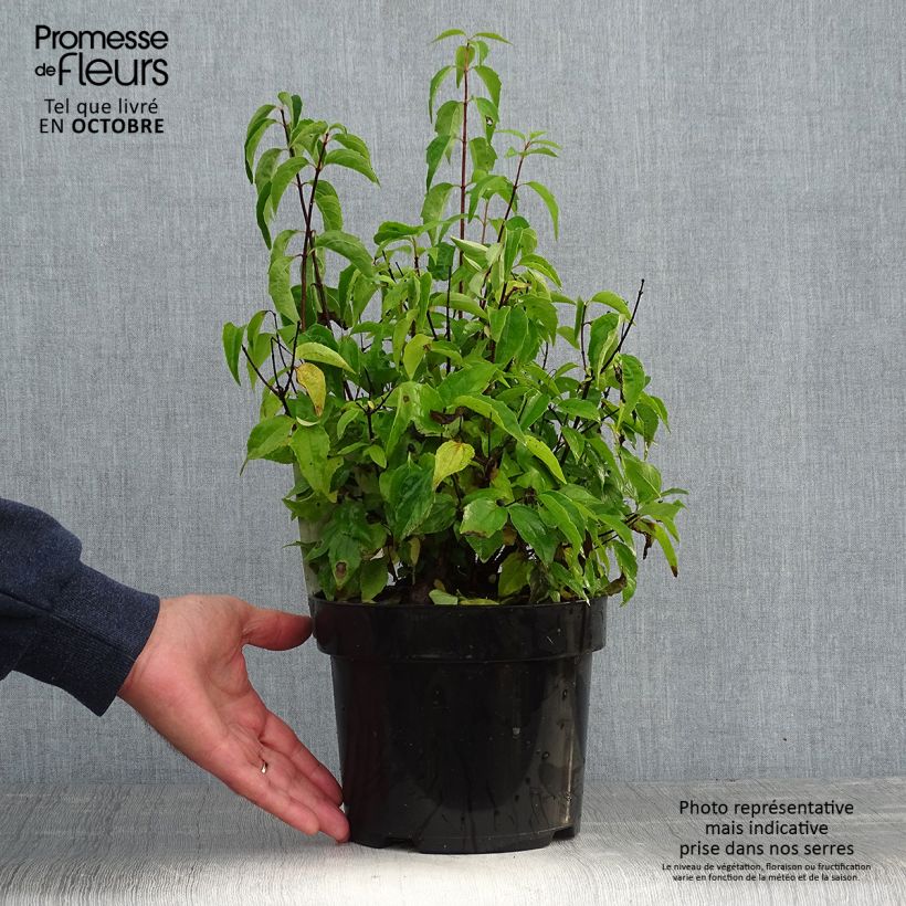 Amostra de Philadelphus virginalis Albâtre Vaso de 3 L/4 L tal como entregue no outono