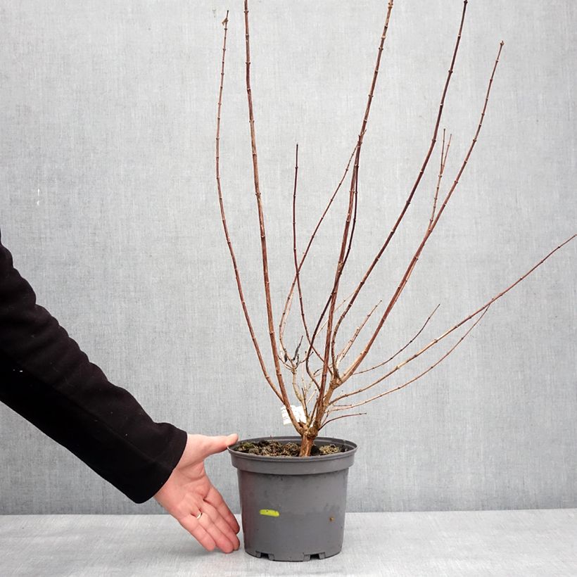 Amostra de Seringat blanc - Philadelphus Mrs E.L. Robinson Vaso de 2 L/3 L tal como entregue no inverno