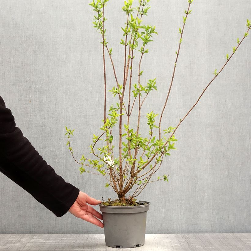 Amostra de Philadelphus virginalis Mrs E.L. Robinson Vaso de 2 L/3 L tal como entregue na primavera