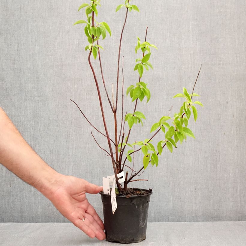 Amostra de Philadelphus virginalis Natchez Vaso de 4 L/5 L tal como entregue no outono