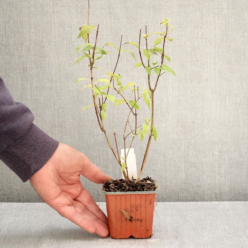 Amostra de Philadelphus lemoinei Vaso de 8/9 cm tal como entregue no outono