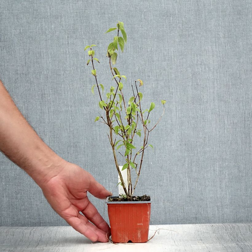 Amostra de Philadelphus lemoinei Vaso de 8/9 cm tal como entregue no verão