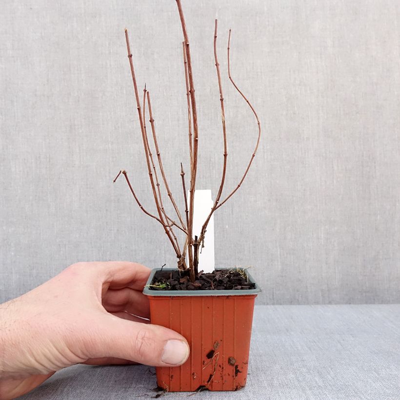 Amostra de Philadelphus lemoinei Vaso de 8/9 cm tal como entregue no inverno