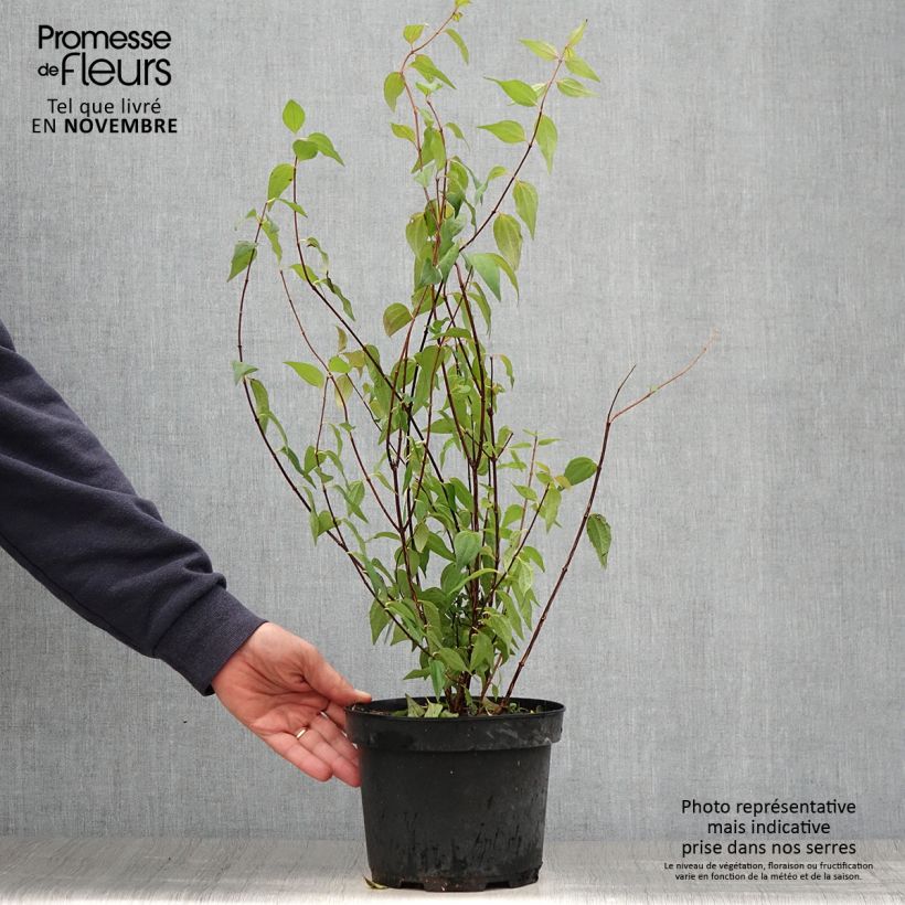 Amostra de Philadelphus lemoinei Vaso de 3 L/4 L tal como entregue no outono
