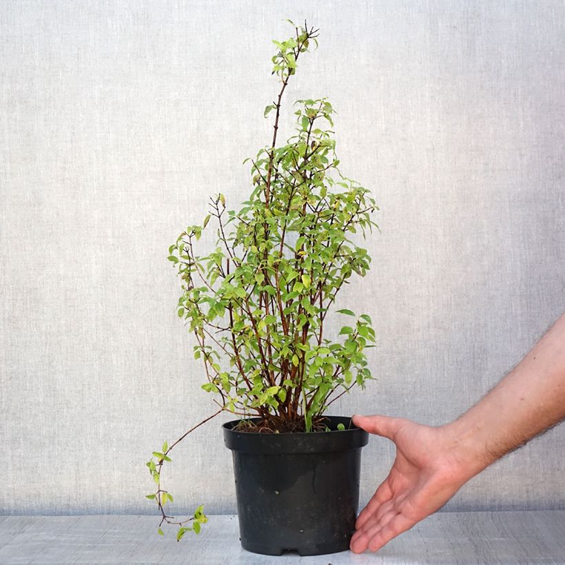 Amostra de Philadelphus lemoinei Vaso de 3 L/4 L tal como entregue no verão