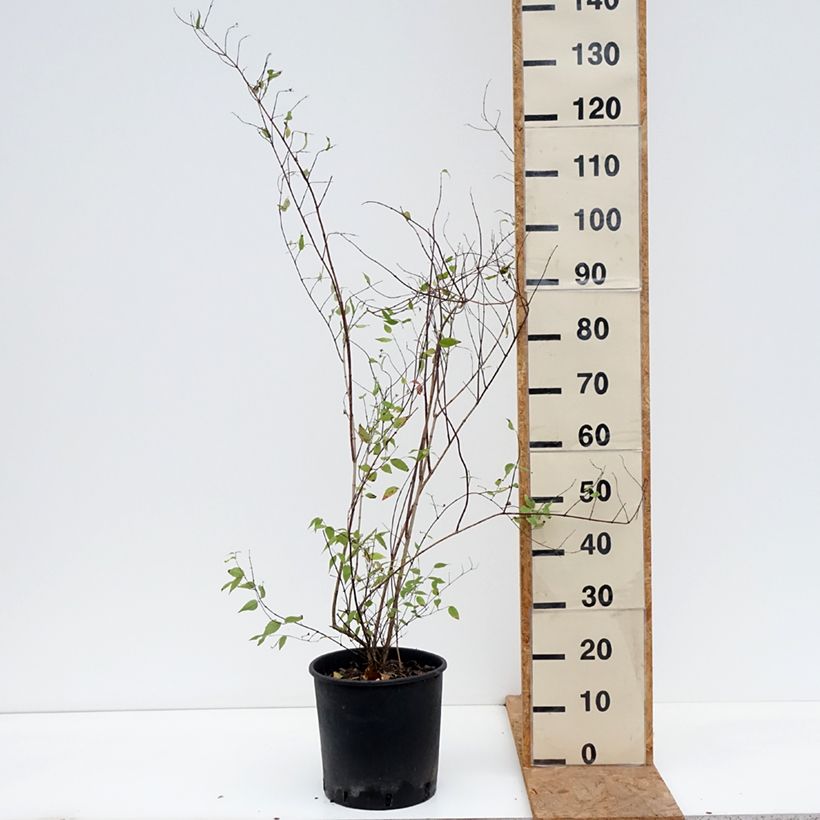 Amostra de Philadelphus lemoinei Vaso de 7,5 L/10 L tal como entregue no outono