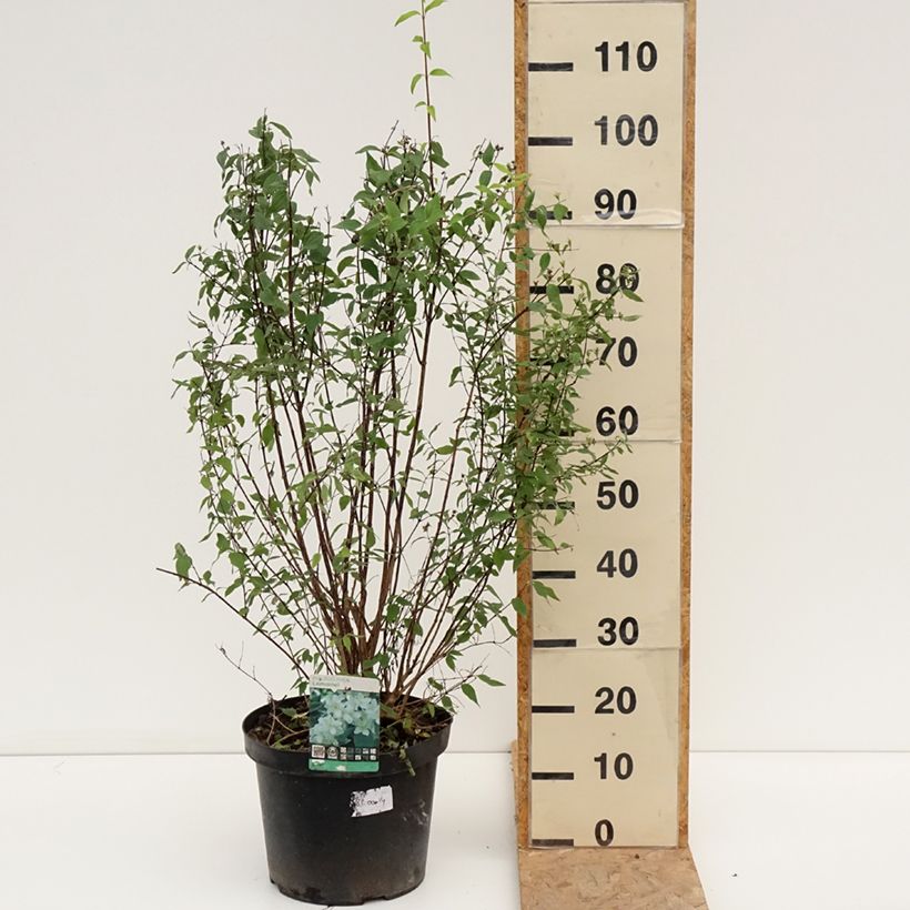 Amostra de Philadelphus lemoinei Vaso de 7,5 L/10 L tal como entregue no verão