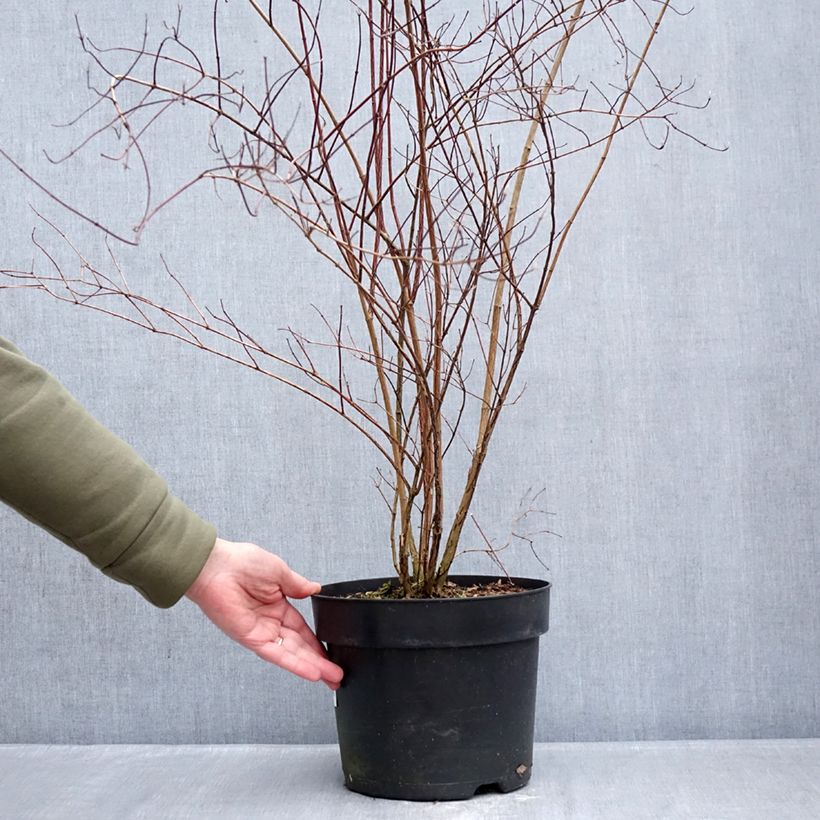 Amostra de Philadelphus lemoinei Vaso de 7,5 L/10 L tal como entregue no inverno