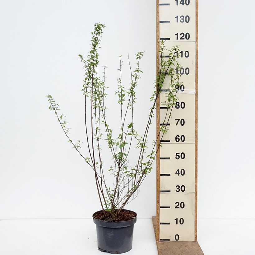 Amostra de Philadelphus lemoinei Vaso de 7,5 L/10 L tal como entregue na primavera
