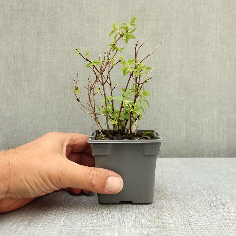 Amostra de Philadelphus lemoinei Manteau d'Hermine Vaso de 8/9 cm tal como entregue no verão