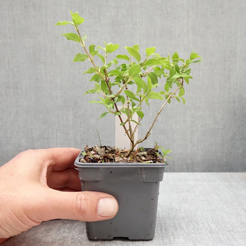 Amostra de Philadelphus lemoinei Manteau d'Hermine Vaso de 8/9 cm tal como entregue na primavera