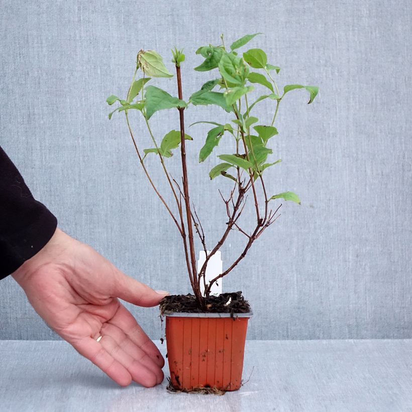 Amostra de Philadelphus Belle Etoile Vaso de 8/9 cm tal como entregue no outono