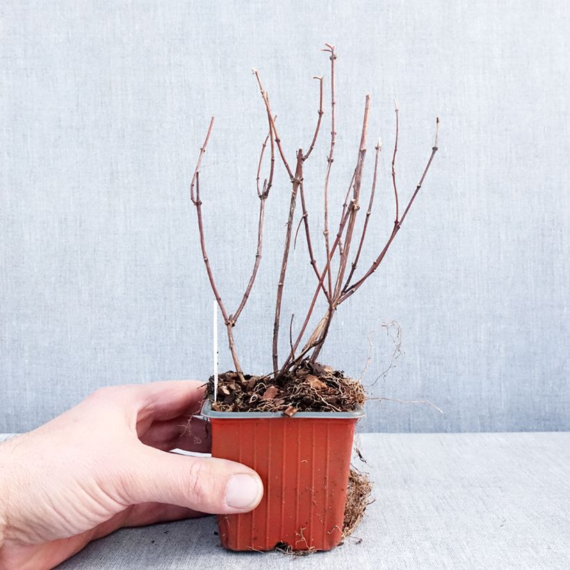 Amostra de Philadelphus Belle Etoile Vaso de 8/9 cm tal como entregue no inverno