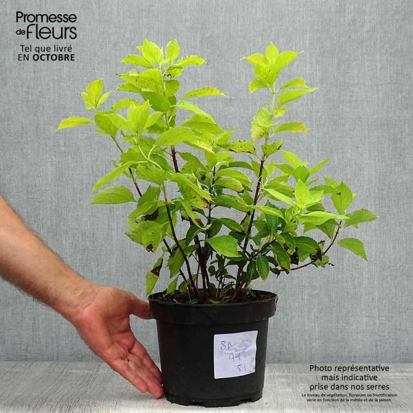 Amostra de Philadelphus coronarius Aureus Vaso de 2 L/3 L tal como entregue no outono