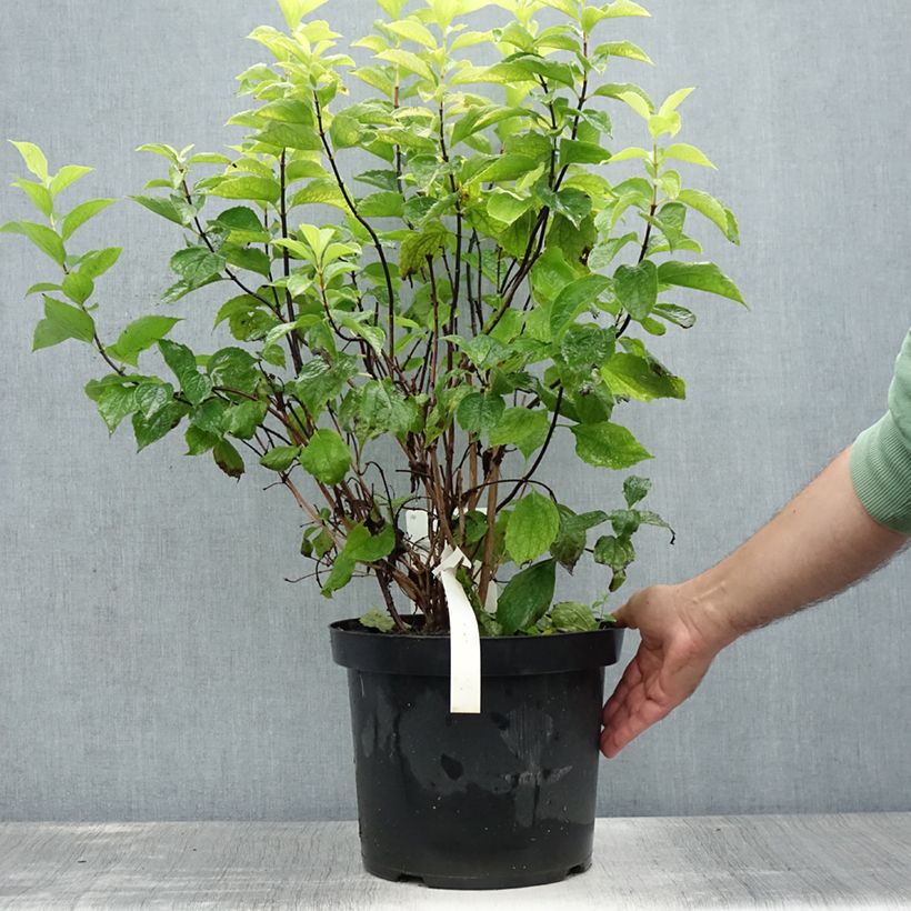 Amostra de Philadelphus coronarius Aureus Vaso de 7,5 L/10 L tal como entregue no verão