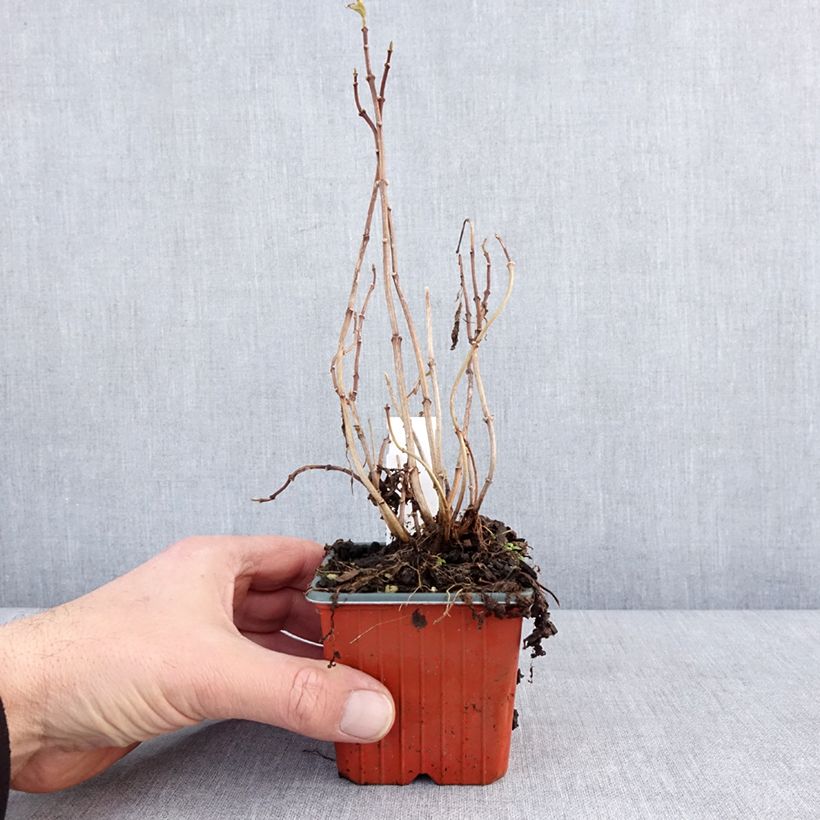 Amostra de Philadelphus coronarius Aureus Vaso de 8/9 cm tal como entregue no inverno