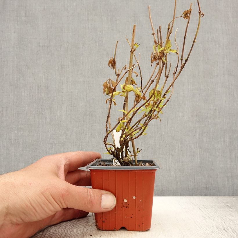 Amostra de Philadelphus coronarius Aureus Vaso de 8/9 cm tal como entregue na primavera