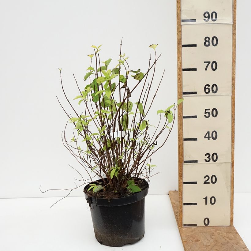 Amostra de Philadelphus coronarius Aureus Vaso de 7,5 L/10 L tal como entregue no outono
