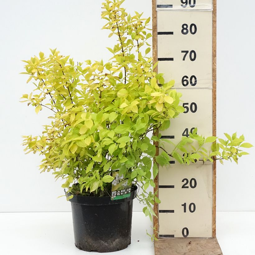 Amostra de Philadelphus coronarius Aureus Vaso de 7,5 L/10 L tal como entregue na primavera