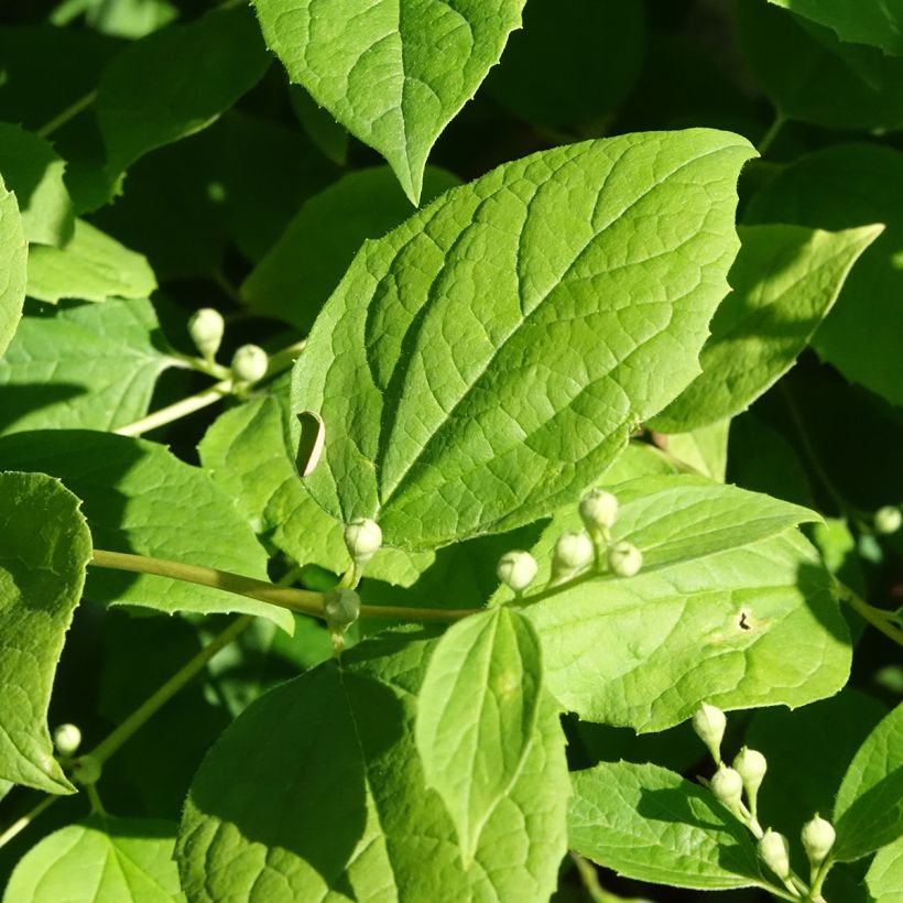 Philadelphus coronarius Godzisz (Folhagem)