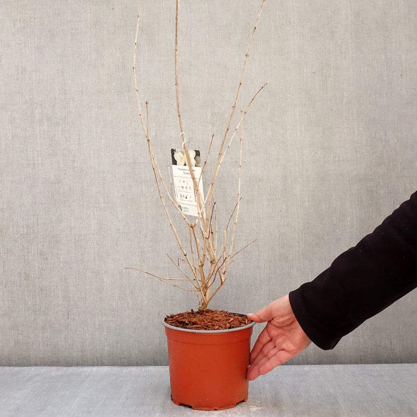 Amostra de Philadelphus coronarius Godzisz Vaso de 3 L/4 L tal como entregue no inverno