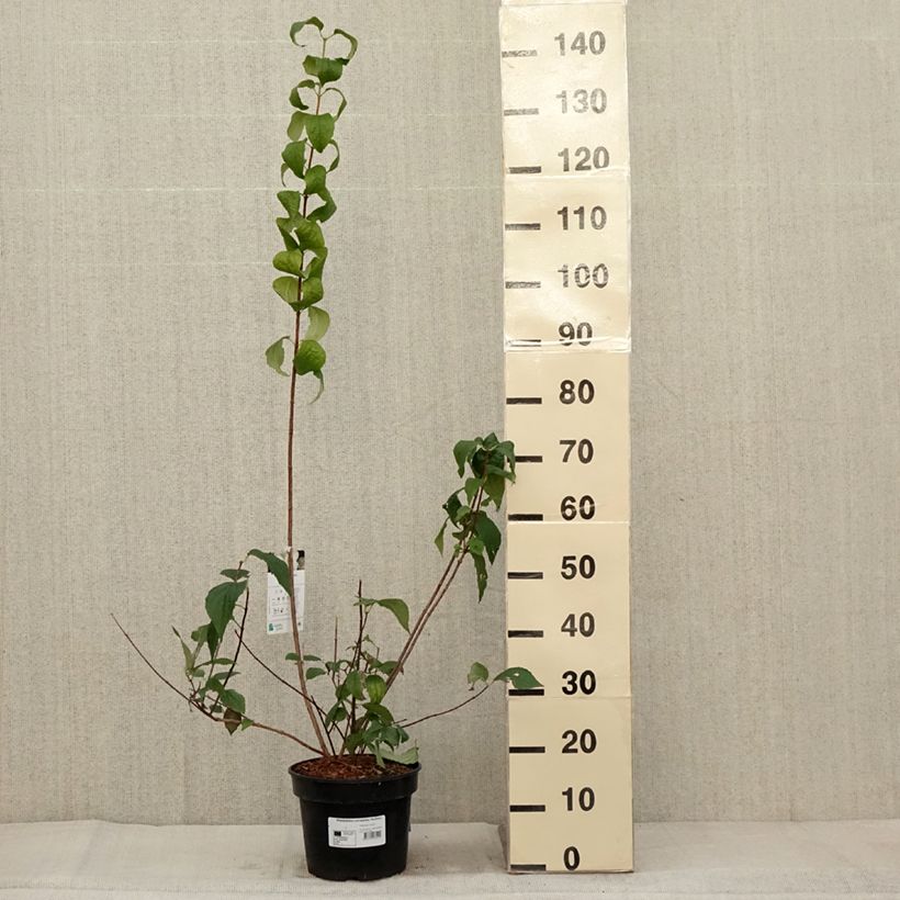 Amostra de Seringat des jardins - Philadelphus coronarius Godzisz Pot de 3L/4L tal como entregue no outono