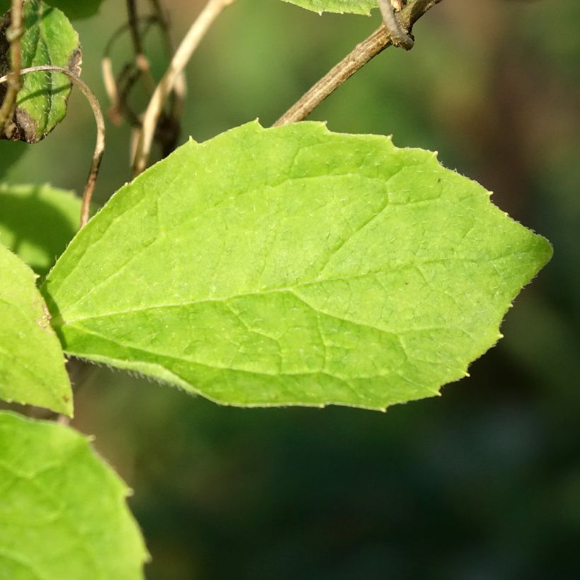 Philadelphus coronarius Kostelec WB (Folhagem)