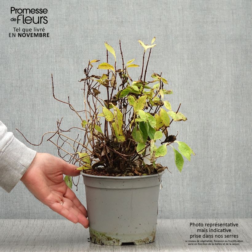 Amostra de Seringat des jardins - Philadelphus coronarius Kostelec WB Pot de 3L/4L tal como entregue no outono