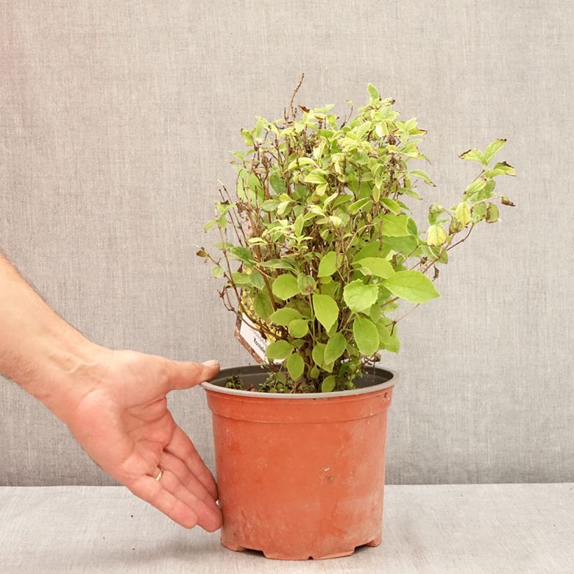 Amostra de Philadelphus coronarius Kostelec WB Vaso de 3 L/4 L tal como entregue no verão