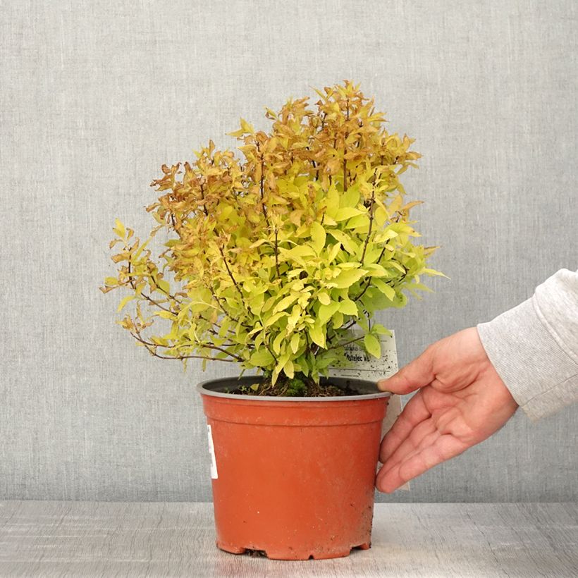 Amostra de Philadelphus coronarius Kostelec WB Vaso de 3 L/4 L tal como entregue na primavera