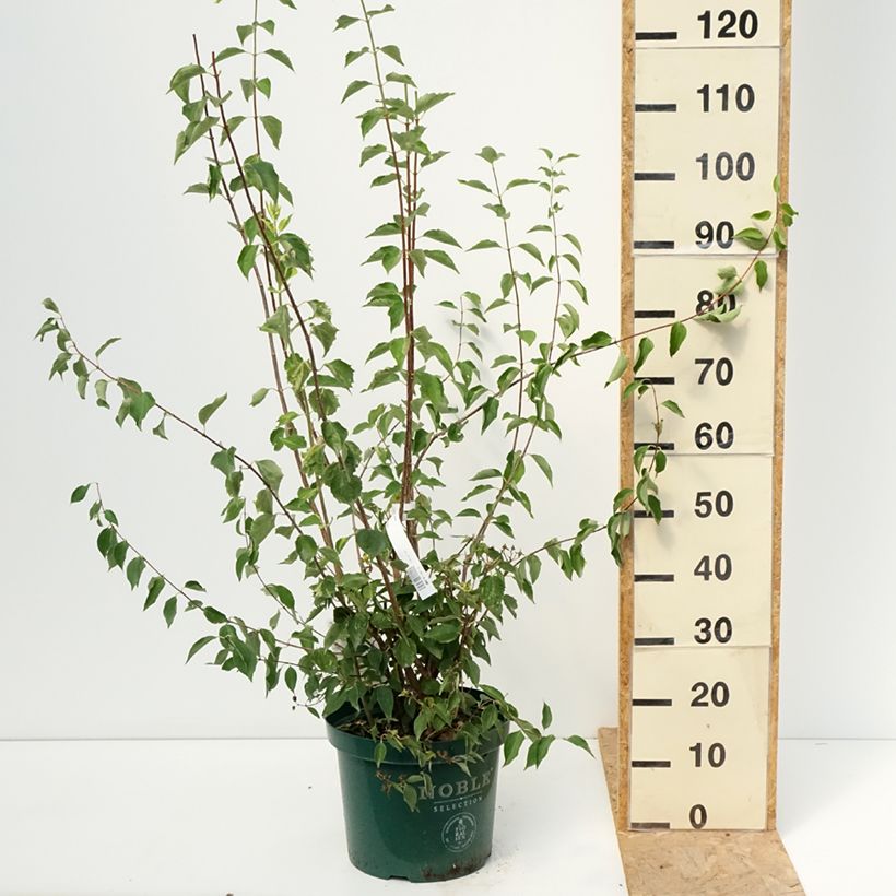 Amostra de Philadelphus Innocence Vaso de 7,5 L/10 L tal como entregue no verão