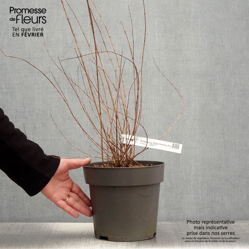 Amostra de Seringat des jardins - Philadelphus Petite Perfume Pink Pot de 3L/4L tal como entregue no inverno