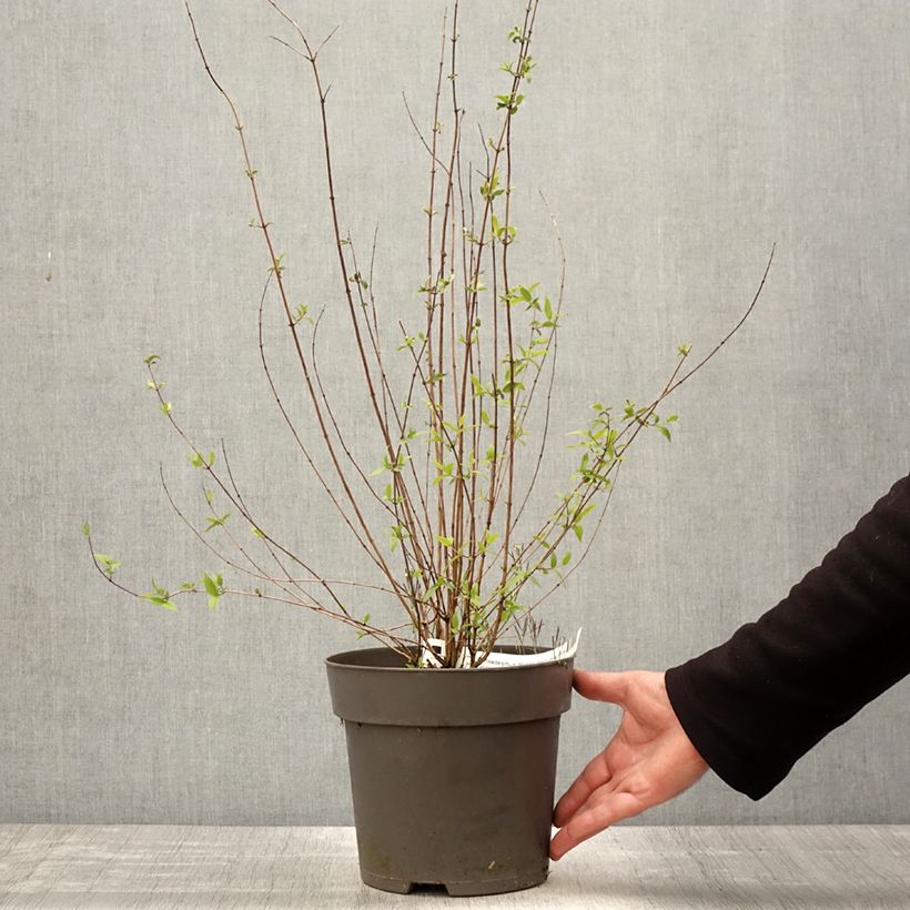 Amostra de Philadelphus Petite Perfume Pink Vaso de 3 L/4 L tal como entregue na primavera