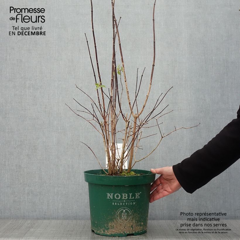 Amostra de Philadelphus Starbright Vaso de 7,5 L/10 L tal como entregue no outono