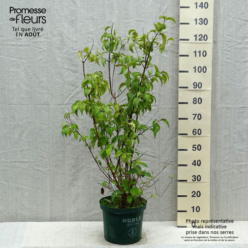 Amostra de Philadelphus Starbright Vaso de 7,5 L/10 L tal como entregue no verão