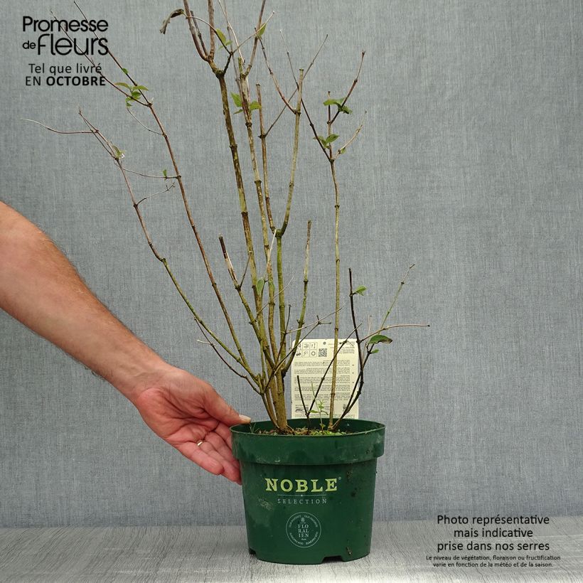 Amostra de Philadelphus Starbright Vaso de 3 L/4 L tal como entregue no outono