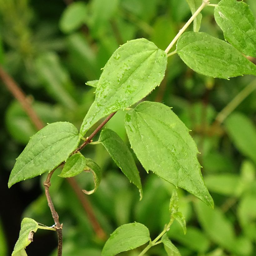 Philadelphus mexicanus (Folhagem)