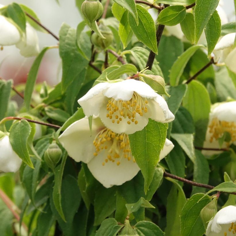 Philadelphus mexicanus (Floração)
