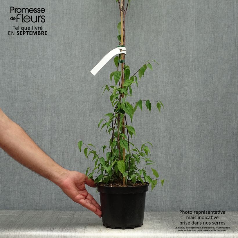 Amostra de Philadelphus mexicanus Vaso de 3 L/4 L tal como entregue no outono