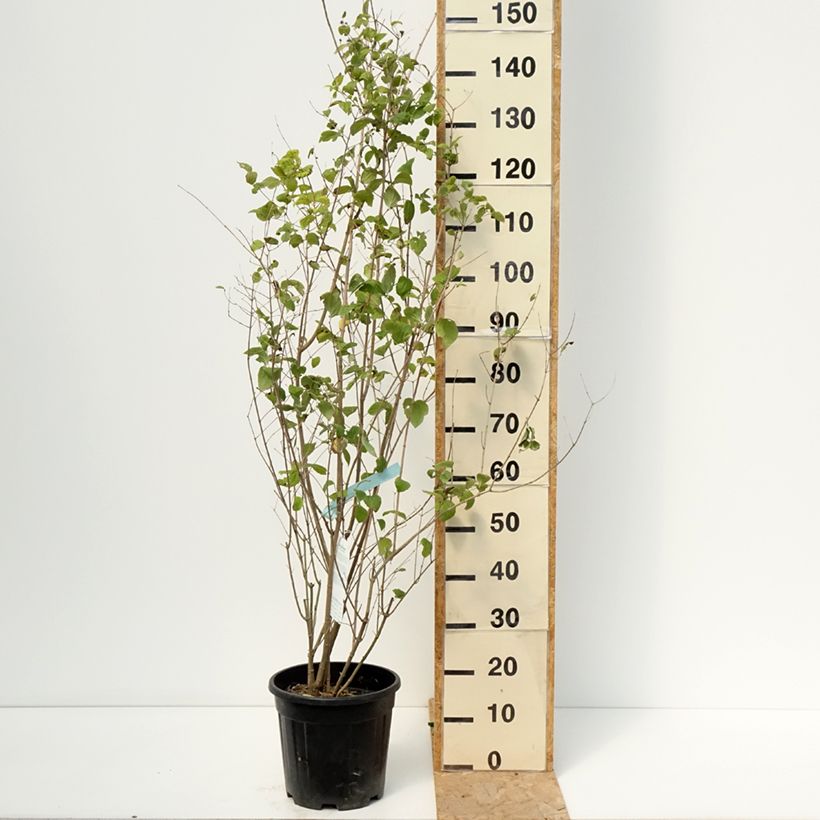Amostra de Philadelphus virginalis Minnesota Snowflake Vaso de 7,5 L/10 L tal como entregue no verão