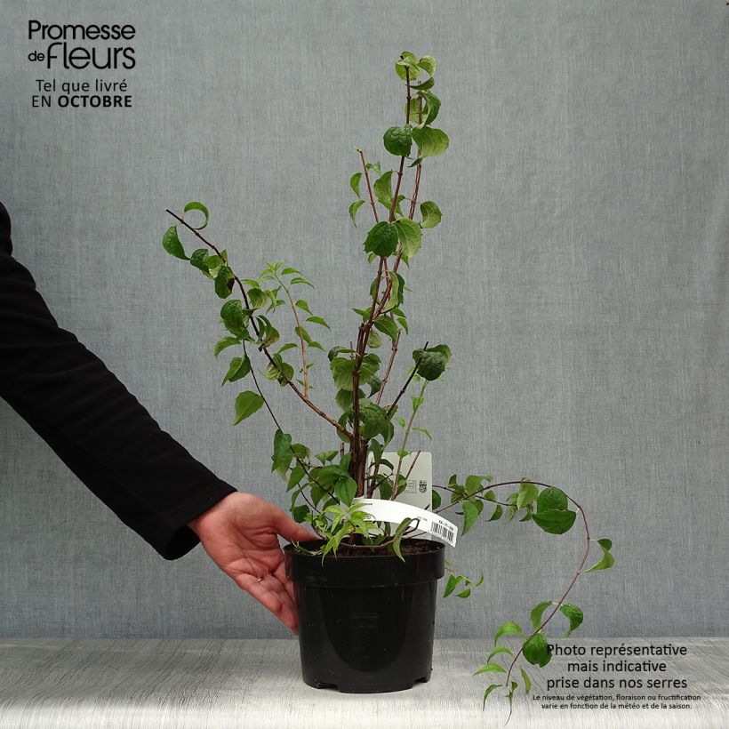 Amostra de Philadelphus Beauclerk Vaso de 2 L/3 L tal como entregue no outono